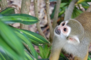 Squirrel Monkey. So close we could have touched them. 