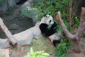 A real life Panda!